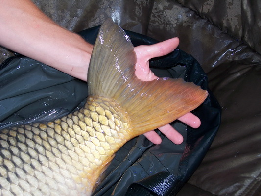 3_tresetiste_totalcarp.JPG