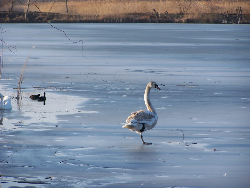 tozeg 003_resize.JPG