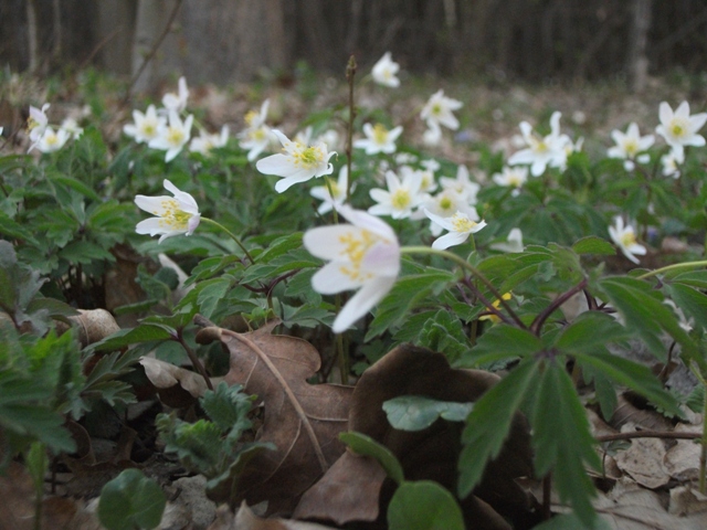 Picture 015.jpg