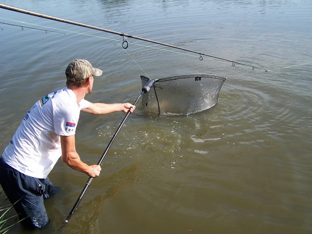 free carp 013_resize_resize.JPG